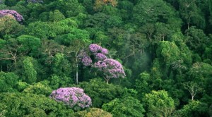 high-trees-2-630x350