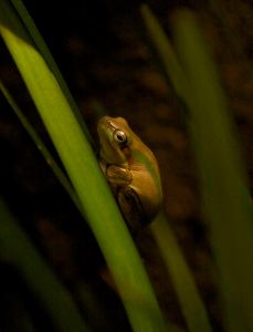 Litoria fallax