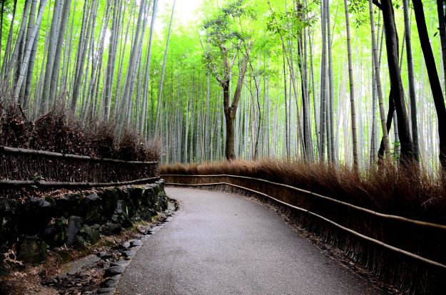 Bamboo_forest_Japan_Dariusz_Jemielniak